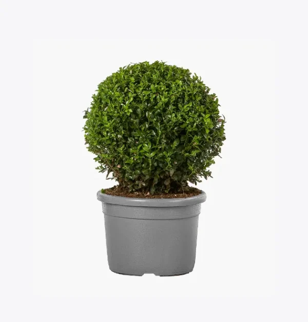 Men's Fingerless Mittens